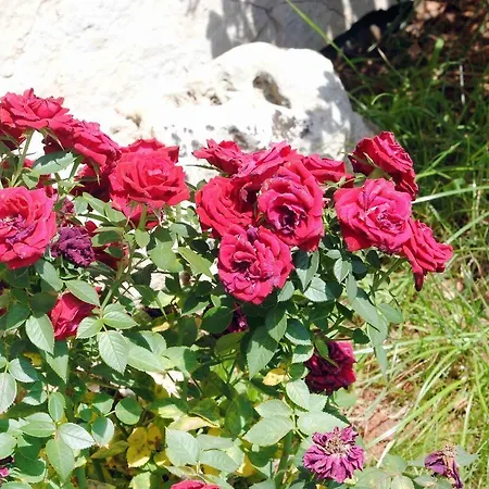 Frühstückspension La Maison One Carovigno